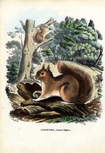 Squirrel by Raimundo Petraroja